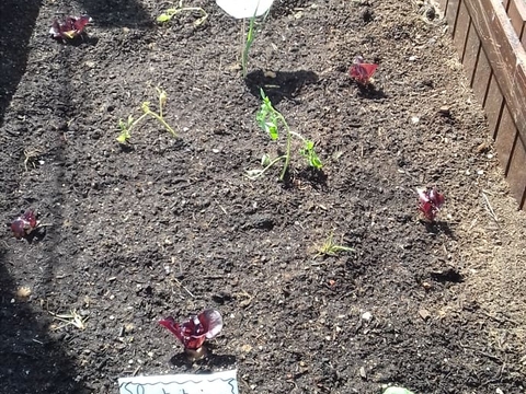 Diversas plantas: batateira, tomateiro, curgete que germinaram na nossa horta